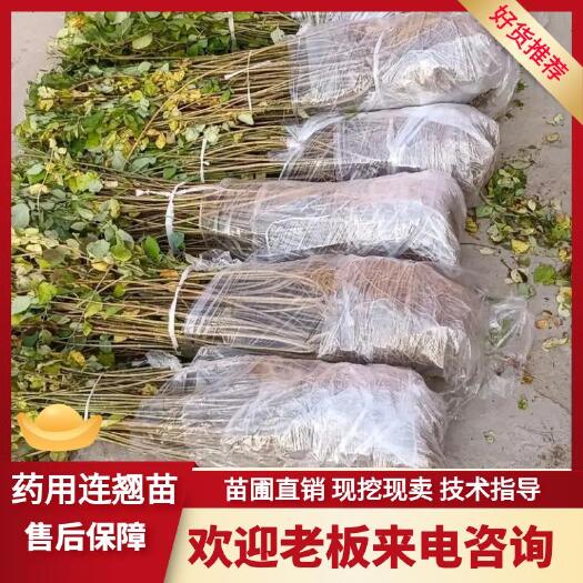 绛县出售华北药用连翘苗0.3-0.5-0.8-1公分药用连翘苗