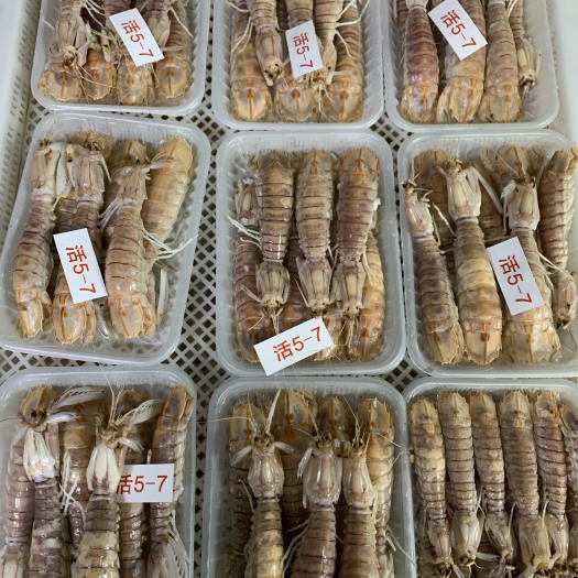 北海北海高品质活煮皮皮虾 虾爬子 螳螂虾 赖尿虾 条条满肉