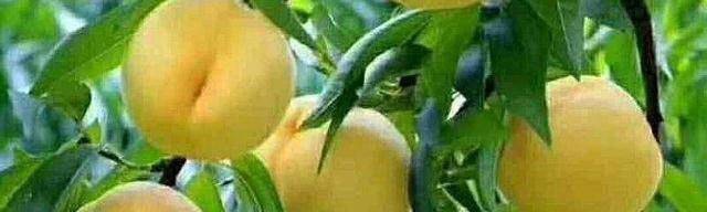 蒙阴县黄桃