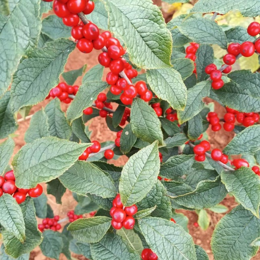 昆明北美冬青，喜庆年宵花