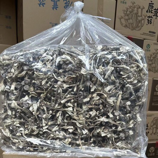 成都鹿茸菇 脆脆菇 一手货源 各种规格
