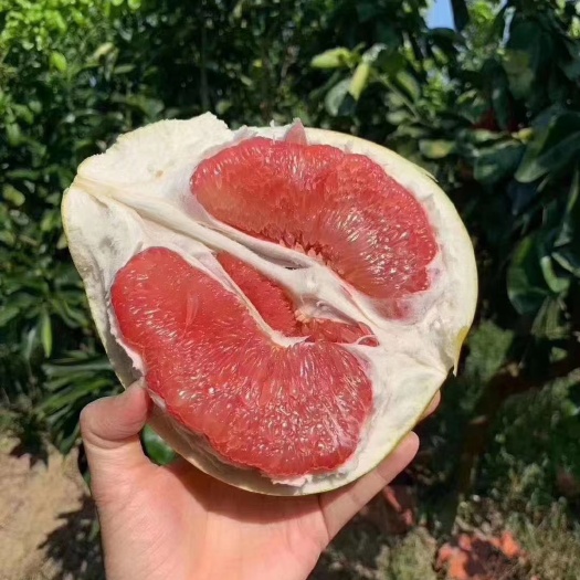 严选蜜柚红心柚，可视频看货，水份充足，水份相当充足了