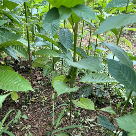 利川市喜树苗喜树小苗地径0.8公分喜树千丈树