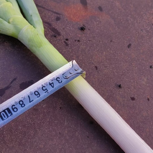 海伦市大葱  海伦硒都黑土地自产自销！