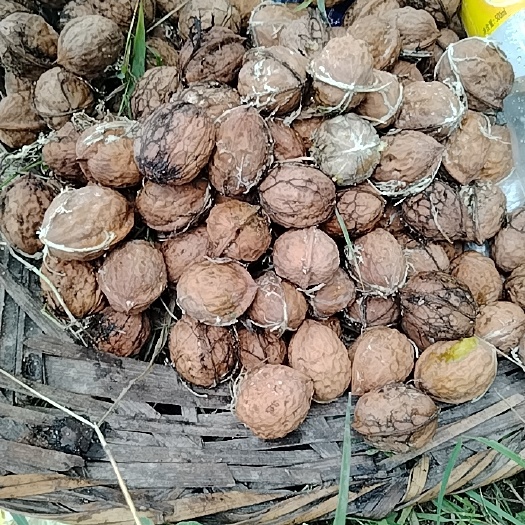 兰坪县铁核桃，有上万t