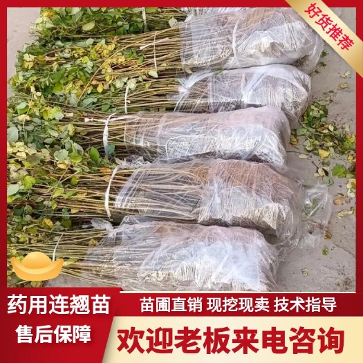 绛县药用连翘苗 华北药用连翘苗 药用连翘苗 连翘苗价格
