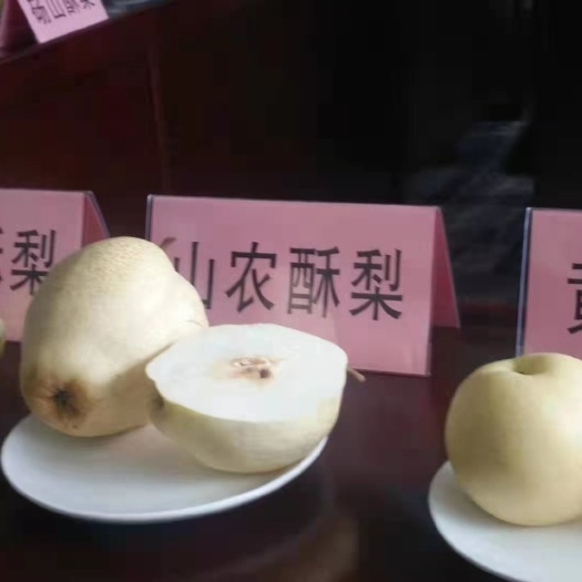 山东酥梨树苗山农酥梨皮薄个大晚熟口感脆甜无石细胞