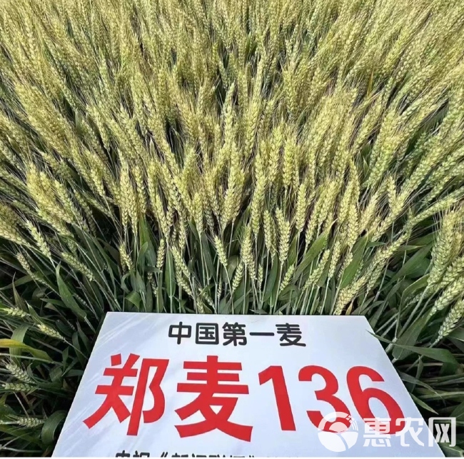 郑麦136小麦种子：双国审，原厂原包装。