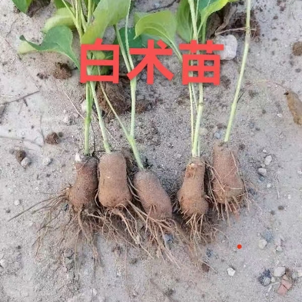 改良白术苗