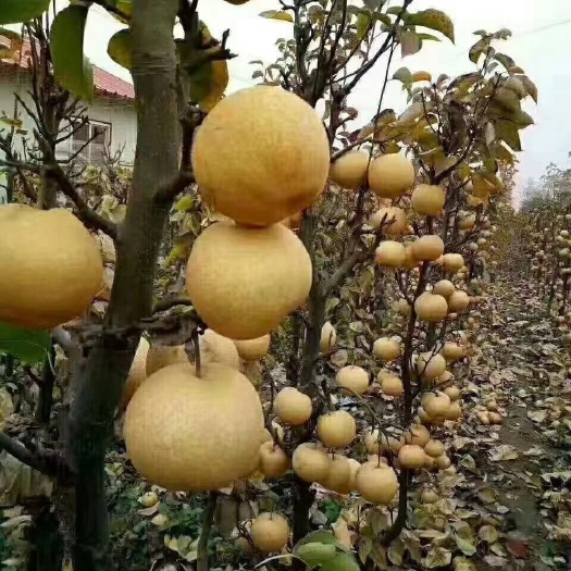 巴中原黄梨苗，个头大，甜度高，南北方都可以种只。