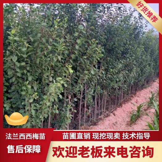 法蘭西西梅 西梅皇后 紅西梅 嫁接成品法蘭西西梅苗