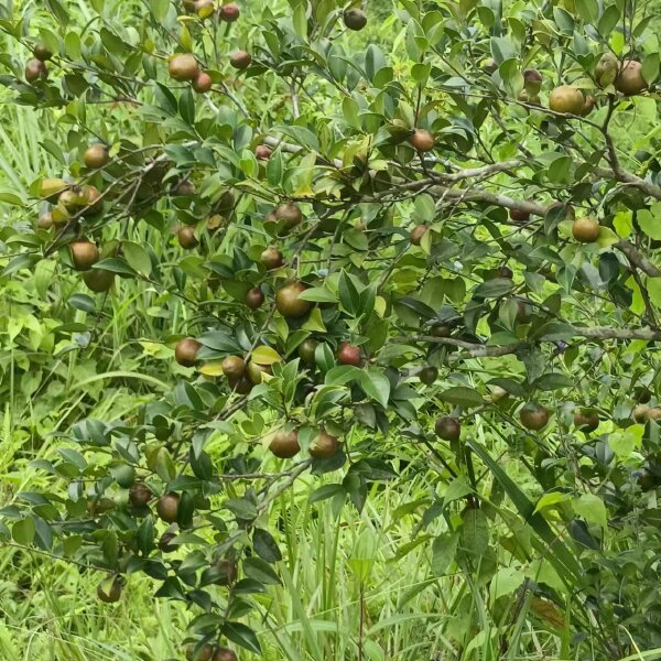 油茶青果