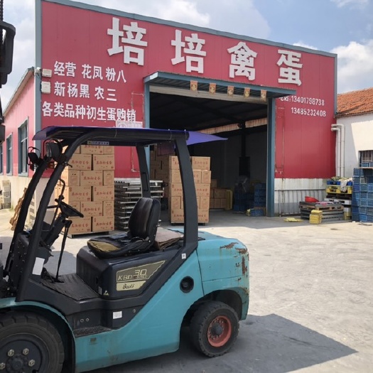 东台市苏北培培禽蛋合作社各类初生蛋，绿蛋草鸡蛋