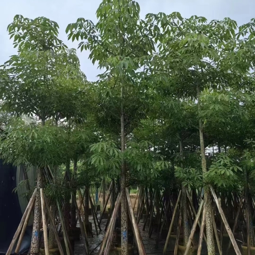 普宁市攀枝花
