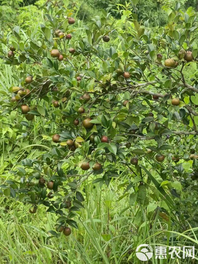 油茶青果