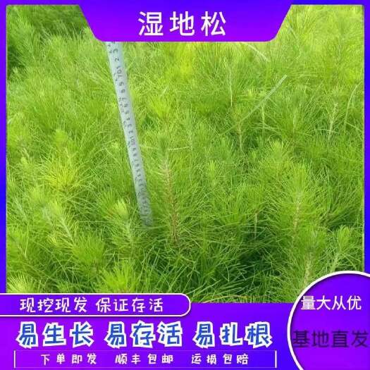 兴义市湿地松