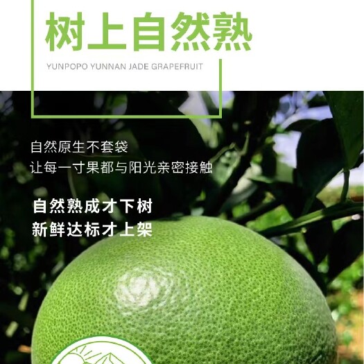 昆明翡翠葡萄柚
