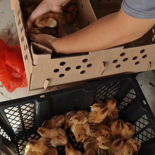 南宁广东清远麻鸡苗出壳小公鸡活苗，公鸡母鸡苗都有，全国顺丰
