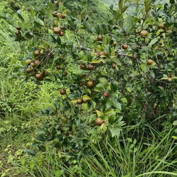 油茶青果