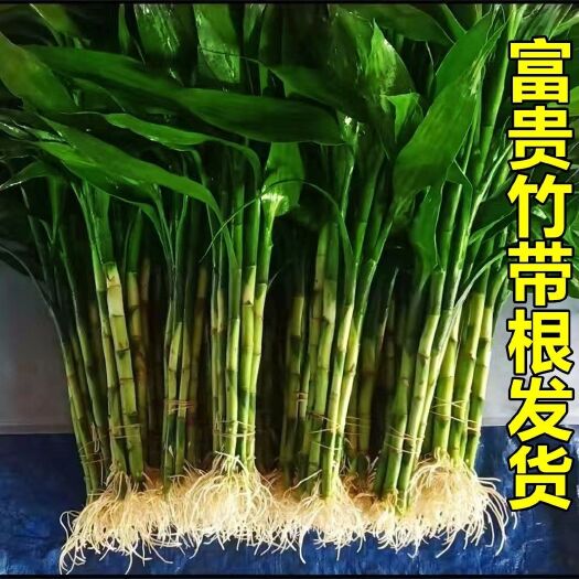海口富贵竹水培植物盆栽绿植花卉室内花客厅招财水养竹节节高