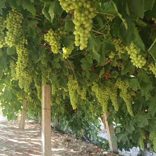 哈密新疆哈密脆甜无核白