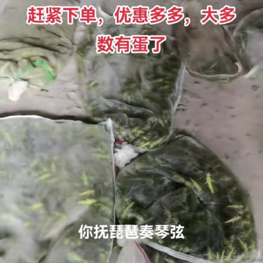 衡阳棉蝗