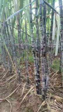 东阳市黑皮甘蔗