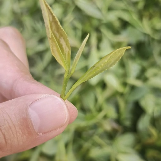 青岛崂山绿茶