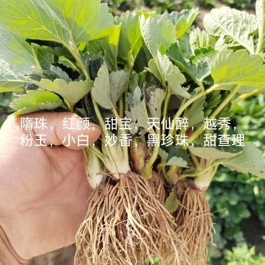 长沙天仙醉草莓苗基地直销：梦之莹，粉玉，隋珠，甜宝，红颜，黑珍珠