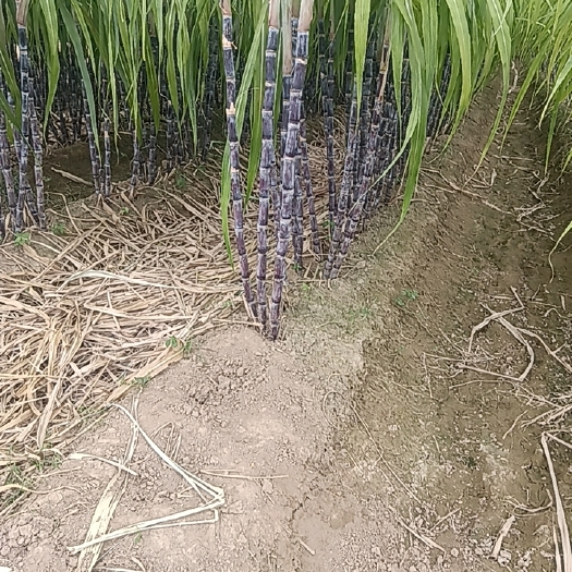 商丘精品甘蔗