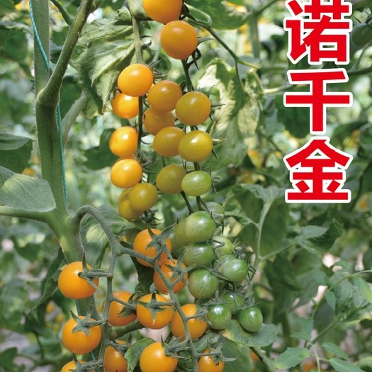 寿光市诺千金 小圆黄 圆球型 黄色樱桃番茄种子 小西红柿种子