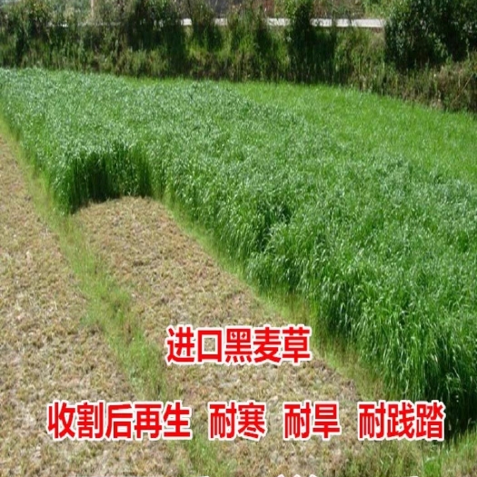 沭阳县耐寒牧草种子多年生黑麦草种子四季常青鸡鸭鹅猪牛羊鱼草种籽
