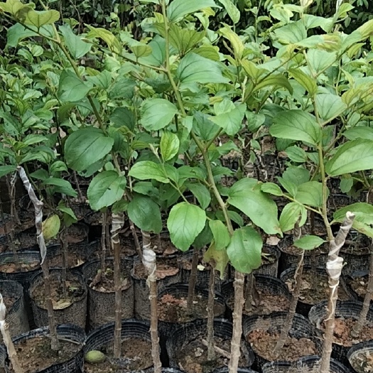 揭阳青枣中杯苗
