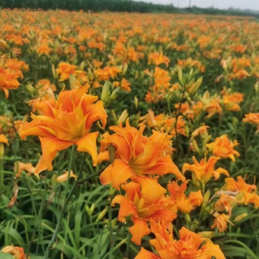 沭阳县大花萱草
