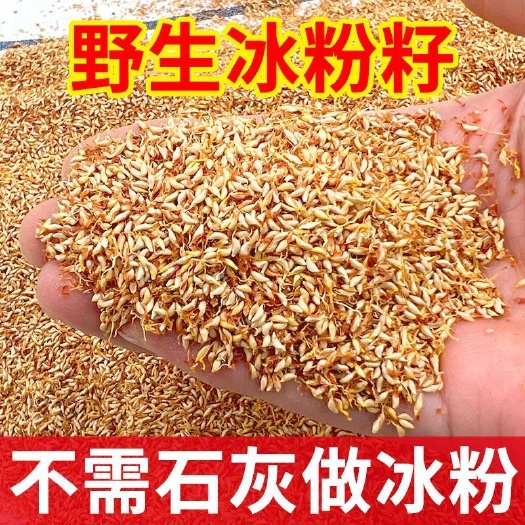 凉粉籽冰粉籽凉粉果直接手搓不用加石膏戓石灰野生凉