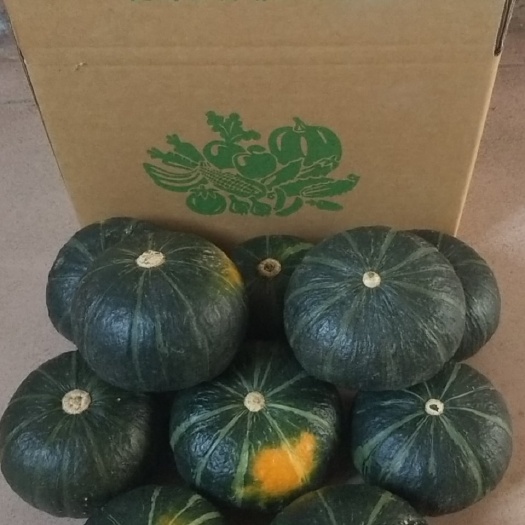 昌乐县南方精品贝贝南瓜，粉糯香甜，个头适中，支持定制