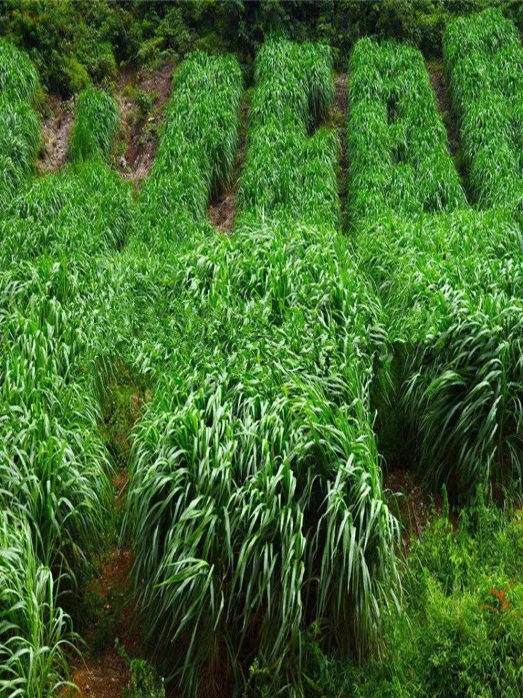 耐寒牧草种子多年生黑麦草种子四季常青鸡鸭鹅猪牛羊鱼草种籽