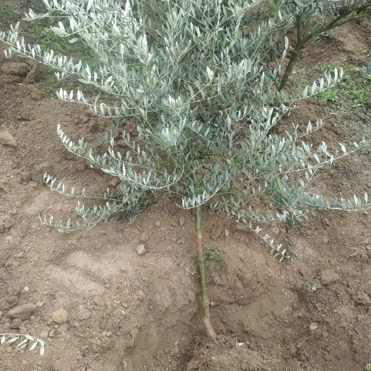 陇南油橄榄2cm____3cm