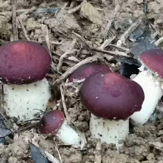 昆明赤松茸