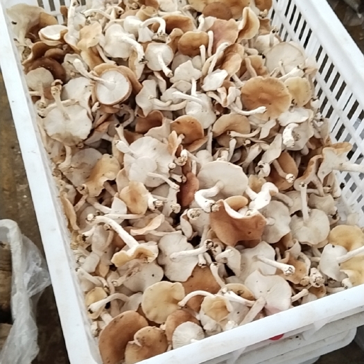 昆明野生小香菌