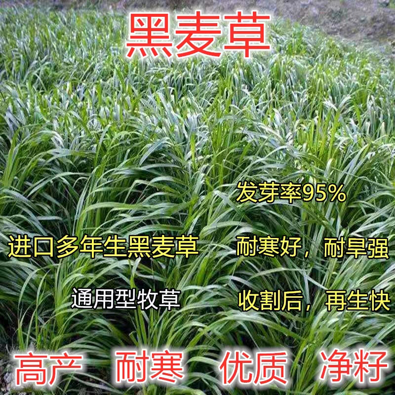 耐寒牧草种子多年生黑麦草种子四季常青鸡鸭鹅猪牛羊鱼草种籽