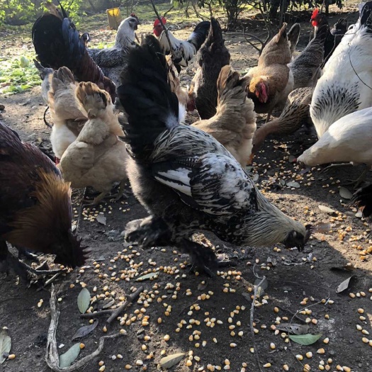 昆明土鸡处理，无量山品种
