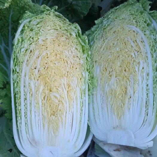 永宁县精品沙地大白菜大量上货，需要的老板订购
