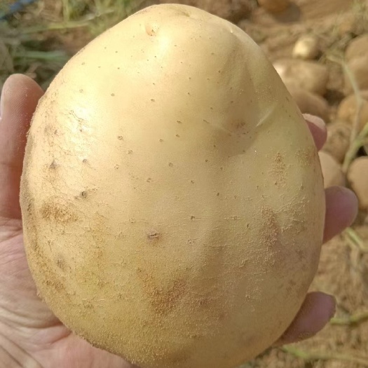土豆