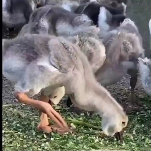 狮头鹅苗   合作养殖  大品种狮头鹅鹅苗  纯种