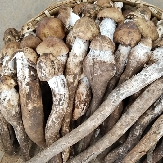 昆明油鸡棕