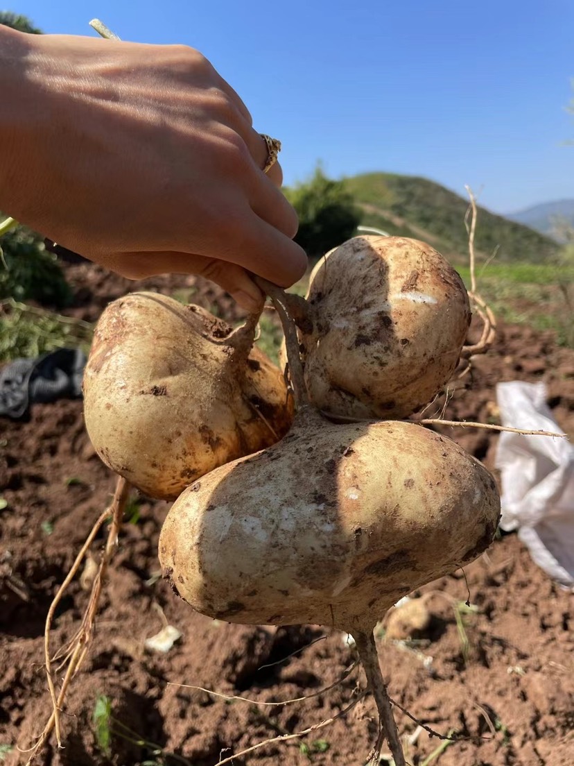 会东县土瓜凉薯地萝卜大凉山白土瓜大量上市了