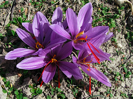 藏红花花丝  藏红花