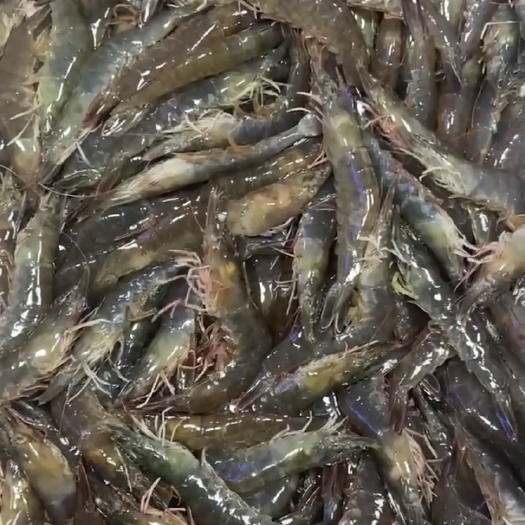 南美白对虾