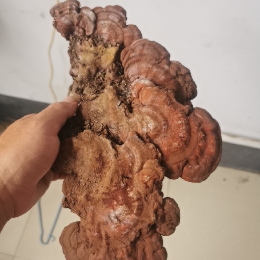 临沂灵芝